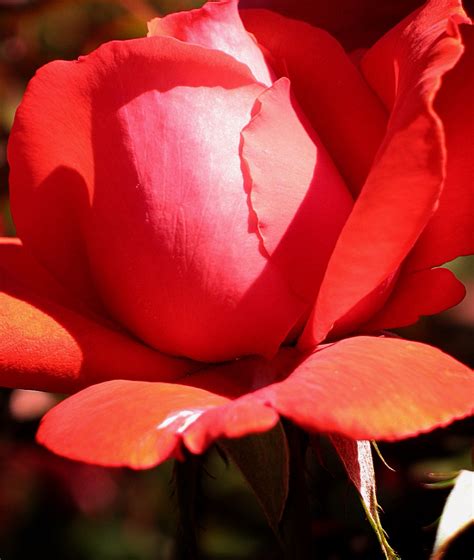 Fotos gratis flor pétalo florecer floral Rosa rojo floreciente