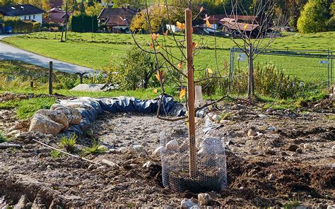 Obstbaum Richtig Pflanzen Gartenzauber