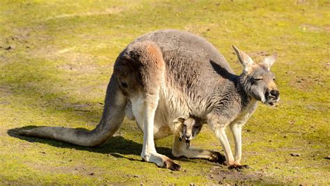 Red Kangaroo Joey In Pouch