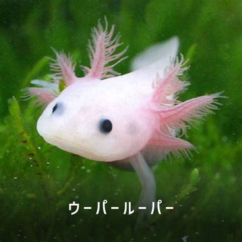 aqualassic