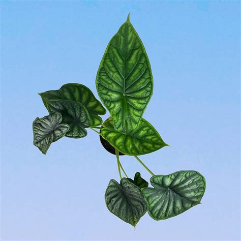 Алоказия Шкура Дракона 14/40 – купить в Москве с доставкой – Plantis
