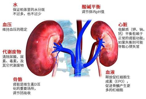 终末期肾病（尿毒症）的保险条款与理赔 知乎