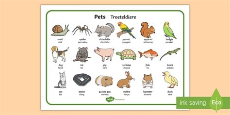 Pets Word Mat English Afrikaans Professor Feito Twinkl