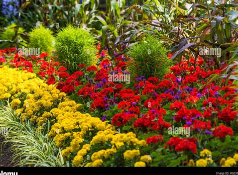 Nombres De Arbustos En Espa Ol Descubre La Belleza Natural De Estos