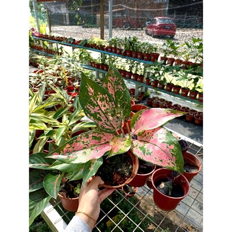 MKT Aglaonema Red Valentine INDOOR PLANT Pokok Hiasan Cantik