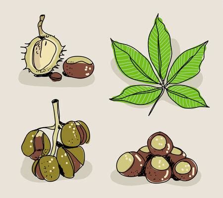 Buckeye Leaf Vector Art, Icons, and Graphics for Free Download