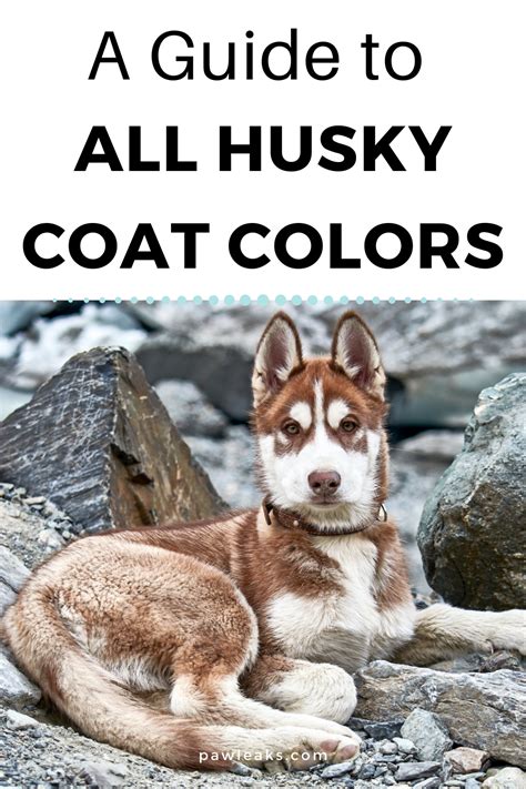 Siberian Husky Color Chart