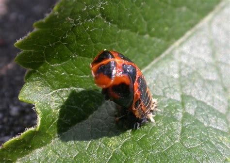 17 Best images about Coccinellidae on Pinterest | Ladybug larvae, Macro ...