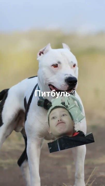 питбуль - YouTube