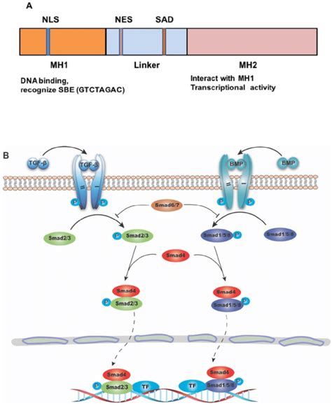 The Structure Of SMAD4 And Its Role As The Common Mediator For