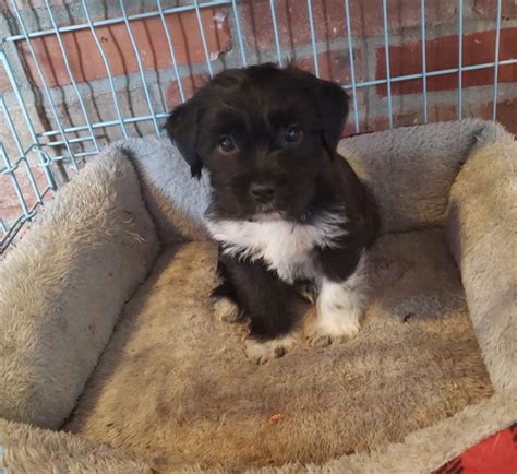 Mini Schnauzer / Jack Russell mix puppies | Dogs & Puppies for Rehoming ...