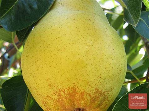 Груша 'Янтарная' — описание сорта, характеристики | на LePlants.ru