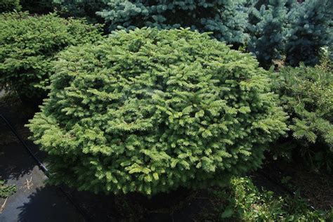 Picea Abies Nidiformis ‘birds Nest Spruce Hickory Hollow Nursery