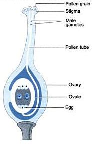 Draw A Neat Labelled Diagram Of A Pistil Showing Pollen Tube Growth