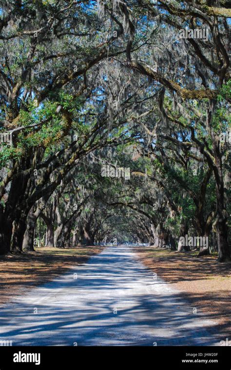 Wormsloe Historic Site Stock Photo - Alamy