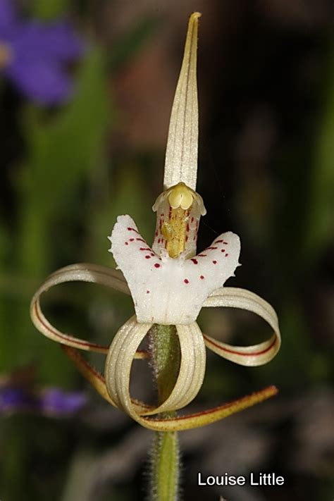 Caladenia Dorrienii Western Australian Native Orchid Study And