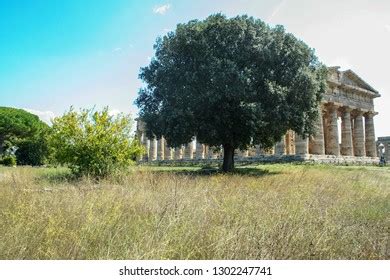 28 Temple Neptunus Images, Stock Photos & Vectors | Shutterstock