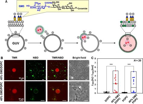 A Schematic Illustration Of TMR NBD Labeled Enveloped Viral Capsid