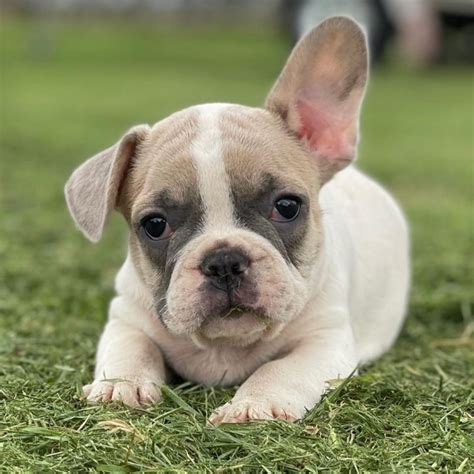 White French Bulldog Puppies