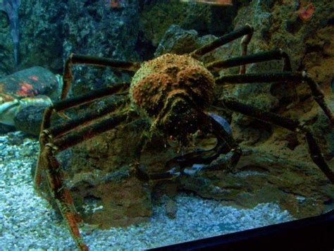 НЕОБЫЧНЫЕ ЖИВОТНЫЕ НАШЕЙ ПЛАНЕТЫ | Пять свобод