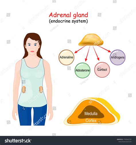 Adrenal Glands Location