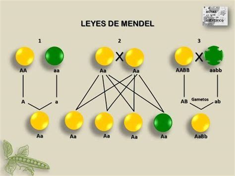 Leyes De Mendel Mapa Conceptual Png Nietma The Best Porn Website