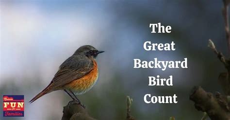 2024 Great Backyard Bird Count • Nashville Fun For Families
