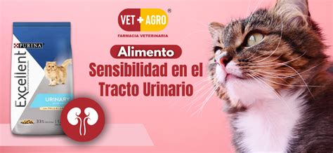 Qu Tan Bueno Es Purina Excellent Urinary Para Gatos Vetmasagro