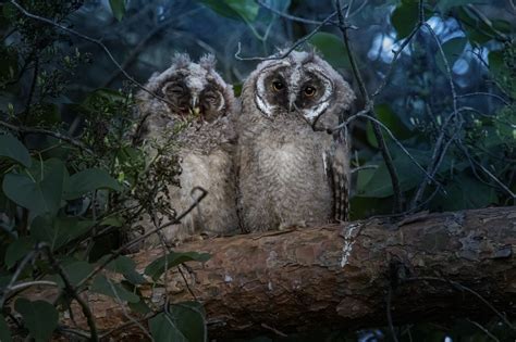 Uggla Long Eared Owl Fågel Gratis foto på Pixabay Pixabay