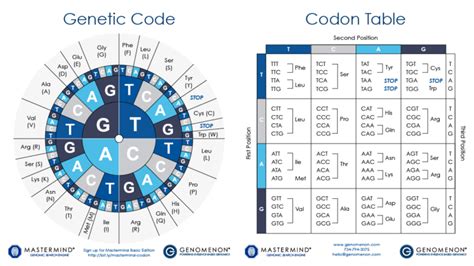 Codon Charts Codon Table Sheets Genomenon Scientific Articles Mcat