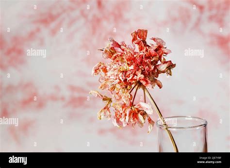 Dried Flower Of Geranium In Glass Vase Sadness And Romance Stock