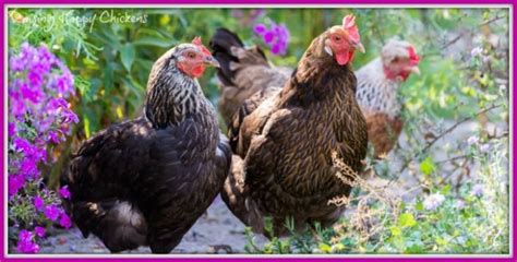 Grit And Oyster Shell Why Chickens Need Them Herbs For Chickens Raising Backyard Chickens