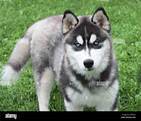 Husky Siberiano Immagini E Fotografie Stock Ad Alta Risoluzione Alamy