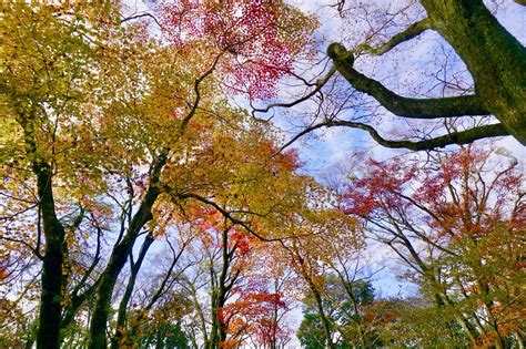 『脊振の自然に魅せられて』紅葉の脊振を歩く｜netib News