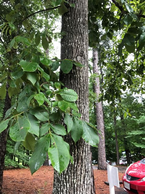 mockernut hickory is the most common hickory in the state of Georgia