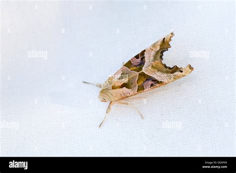 Angle Shades Moth Phlogophora Meticulosa Uk Stock Photo Alamy