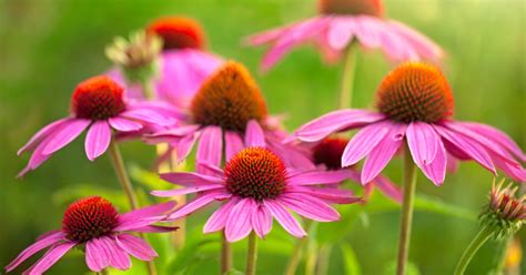 Echinacea Propriet