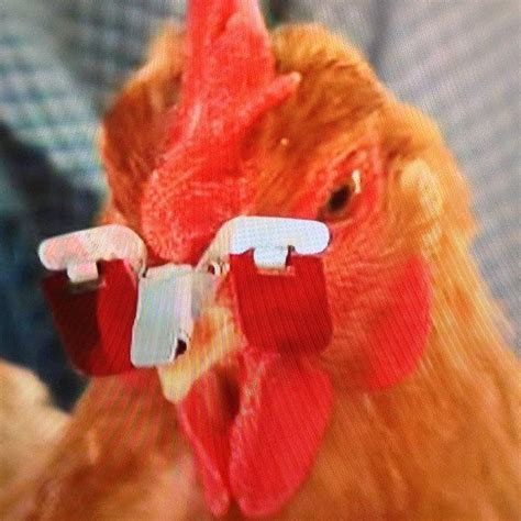 Yes I Used An Illustration Of Chicken Sunglasses Never Can Tell The