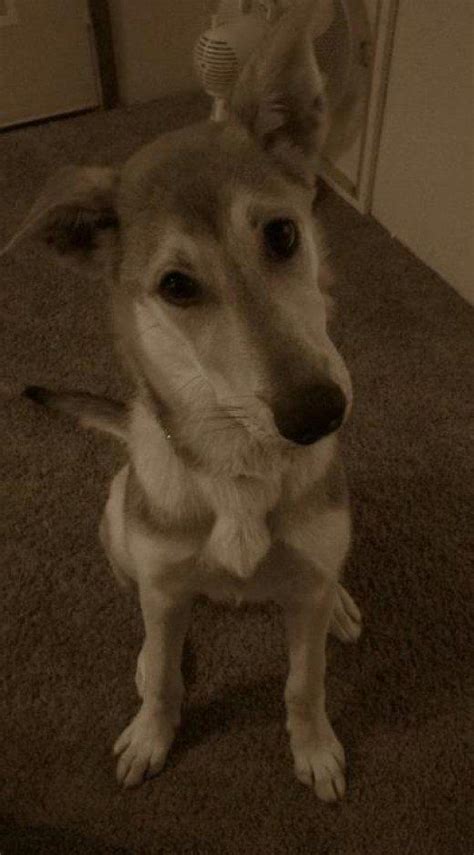 a dog is sitting on the floor and looking up at something in front of him