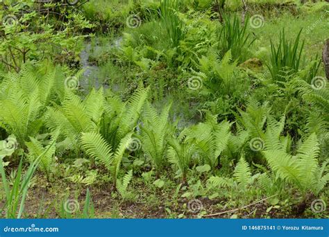 Ostrich fern stock image. Image of macro, grass, green - 146875141