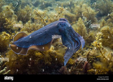 cuttlefish mating season whyalla australia Stock Photo - Alamy