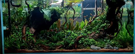 Apa Itu Aquascape Pengertian Aquascape Tanaman Aquascape Id