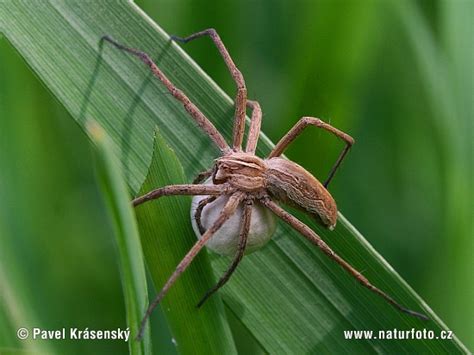 Pisaura mirabilis Pictures, Nursery Web Spiders Images, Nature Wildlife ...