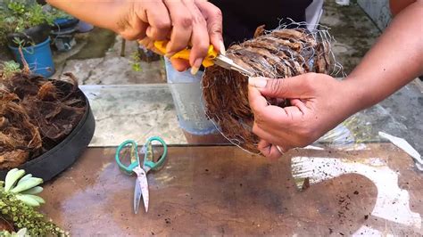 Diy Vaso De Fibra De Coco Fa A Voce Mesmo Youtube