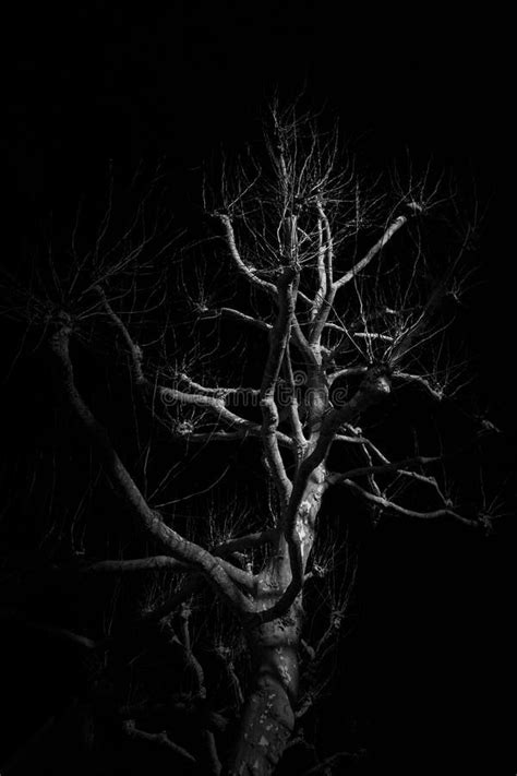 Black and White Monochrome Image of a Tree with No Leaves Stock Photo - Image of branch, black ...