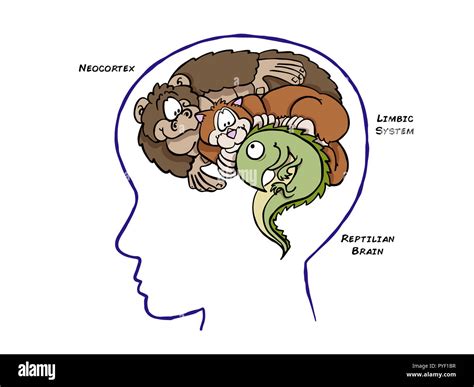 Triune Brain Theory Stock Photo - Alamy