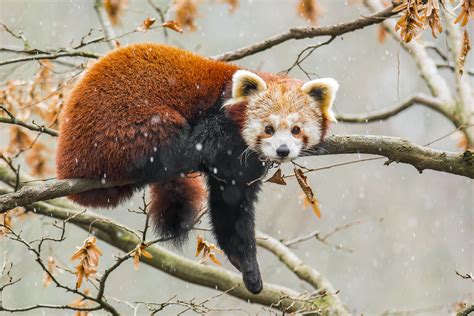 Red Panda Photography Tours - India Wildlife Photo Safaris