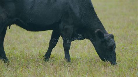 Vacas De Angulas Negras Paradas En Pasto Pastoreo De Vaca Negra En Un