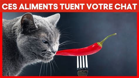 Les Aliments Dangereux Que Votre Chat Ne Doit JAMAIS Manger