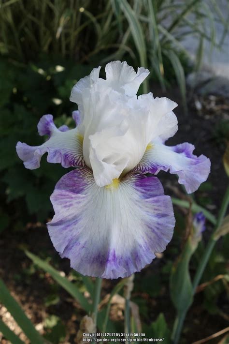 Tall Bearded Iris Iris Perimeter In The Irises Database